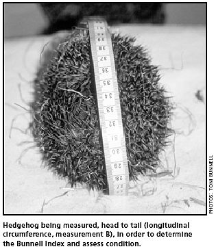 Hedgehog Measurement
