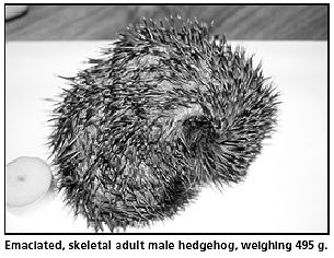 Emanciated Hedgehog